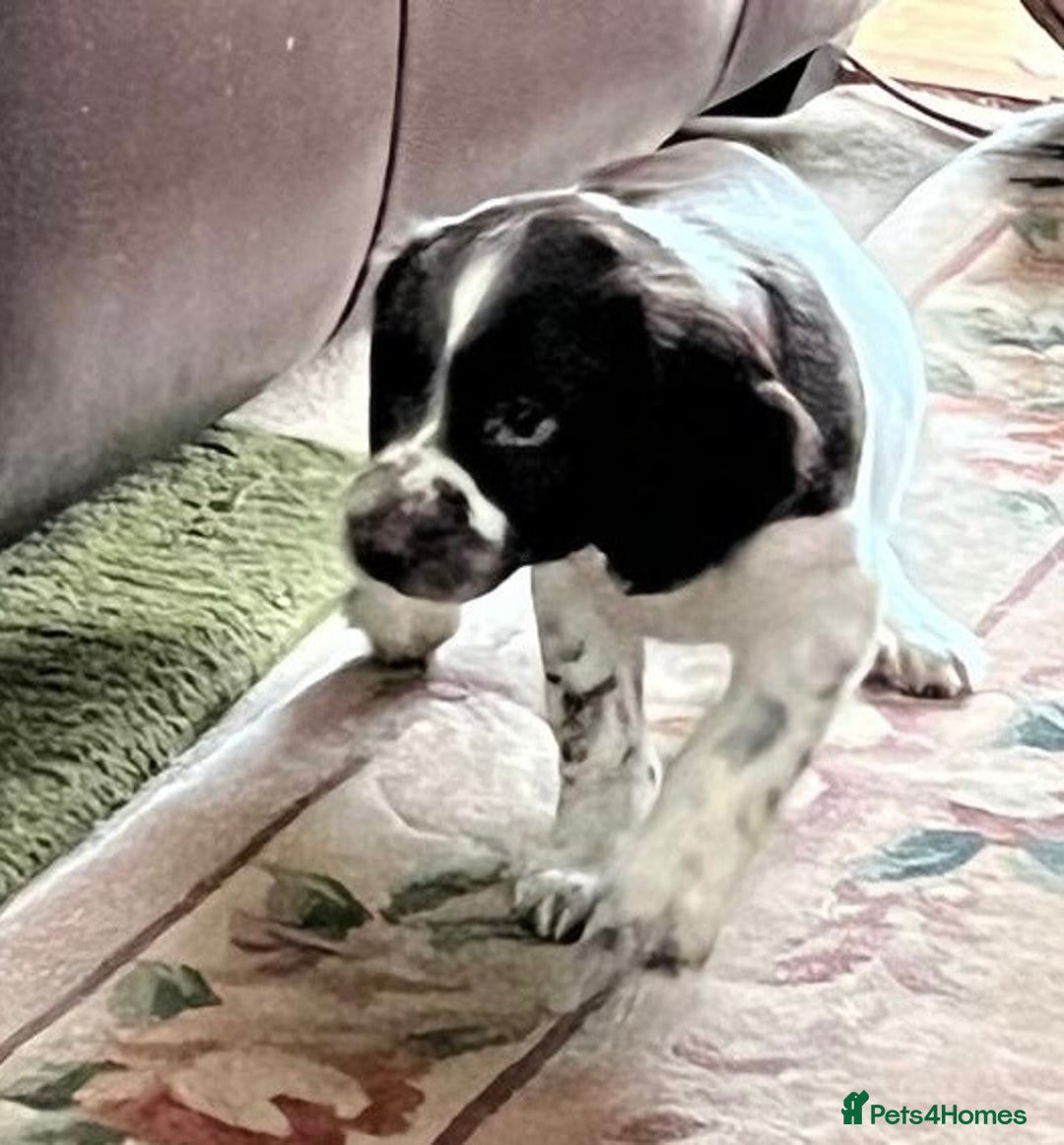 English Springer Spaniel dogs for sale: English Springer Spaniels available 3 x girls in Hereford - Image 22