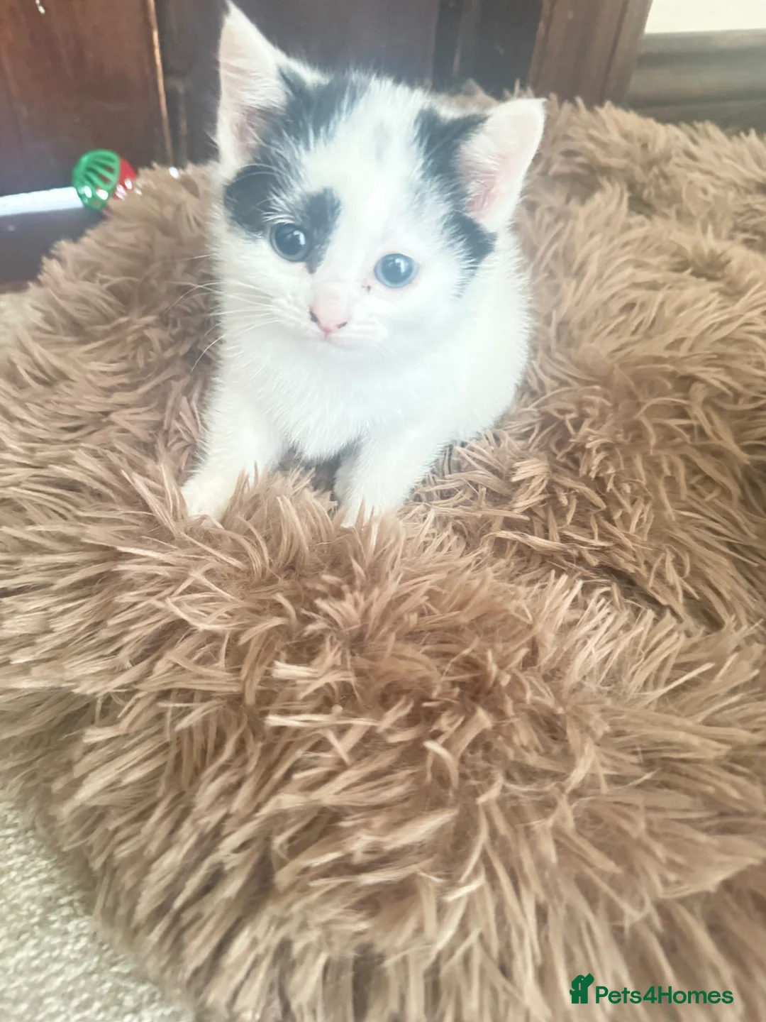 Mixed Breed cats for sale: Black and white Mixed Breed Kittens-8 weeks old - Advert 2