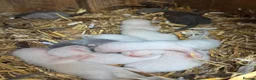 Ferret rodents for sale: Mixed albino and polecat ferret kits- well handled in Lichfield - Advert 3