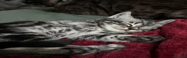 Mixed Breed Kitten 2