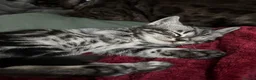 Mixed Breed cats for sale: Bengal cross British shorthair kittens for sale  - Advert 5