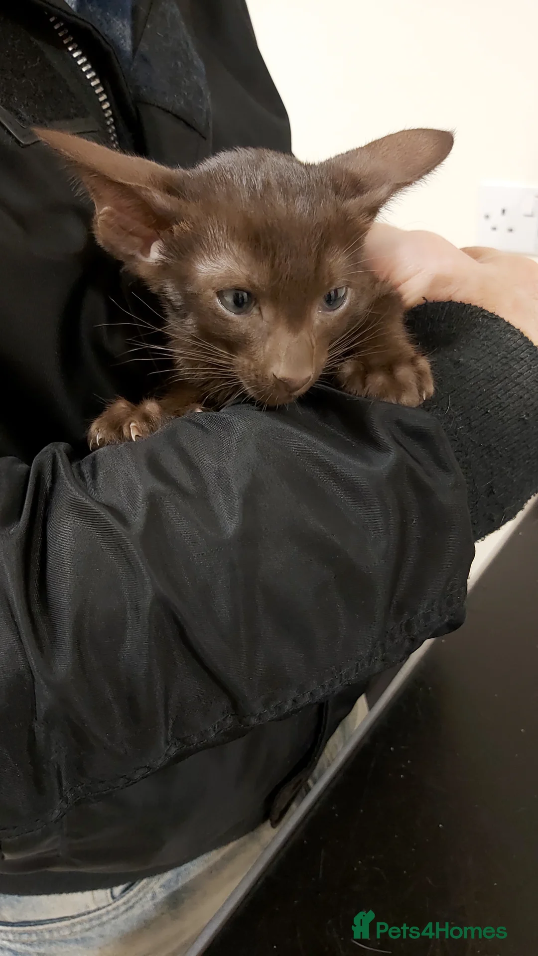 Oriental cats for sale: Full Pedigree Oriental 6 Kittens XL size ears GCCF - Advert 8