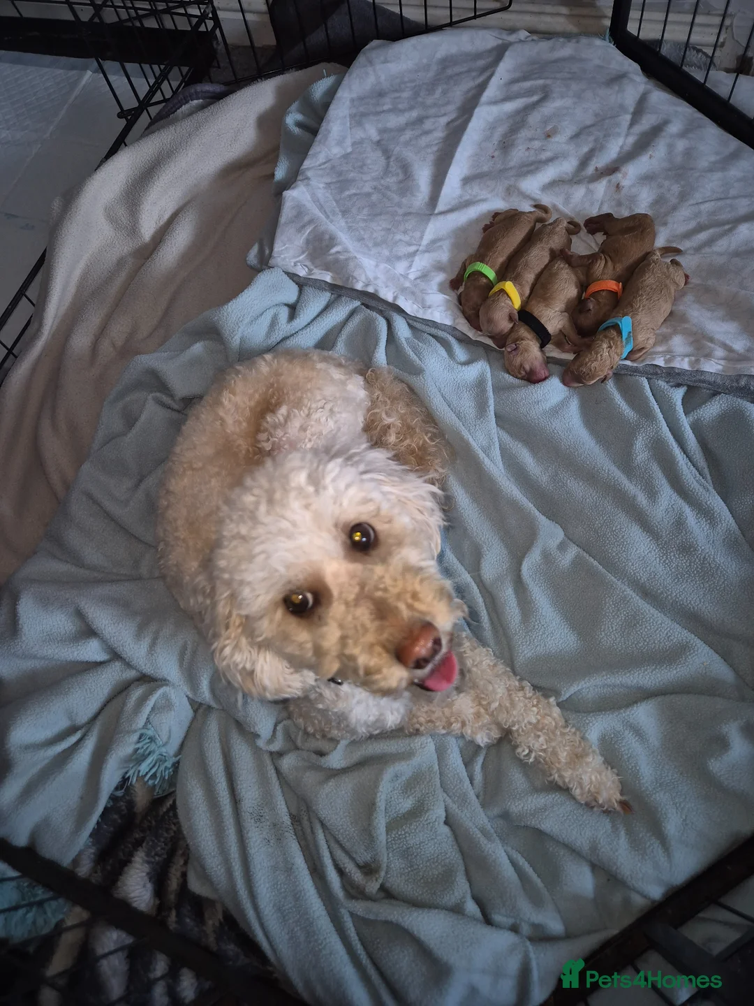 Miniature Poodle dogs for sale: KC Reg Apricot Miniature Poodle - Advert 2
