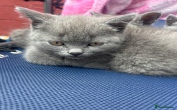 British Shorthair cats for sale: 5 British Shorthair kittens for sale - Image 25
