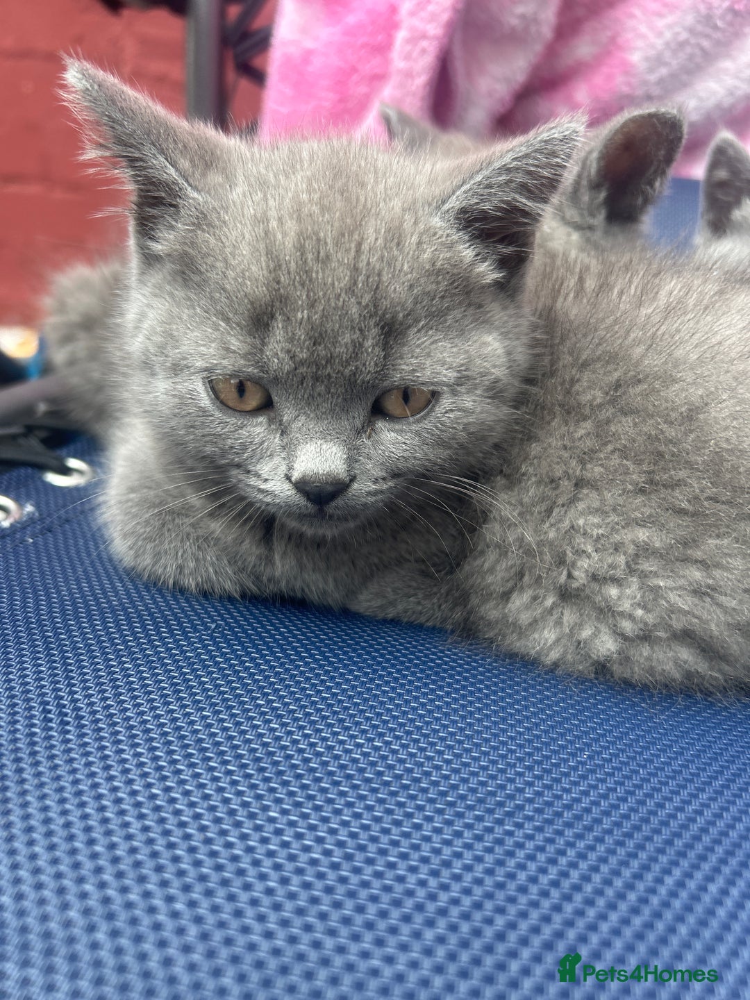 British Shorthair cats for sale: 5 British Shorthair kittens for sale - Image 25