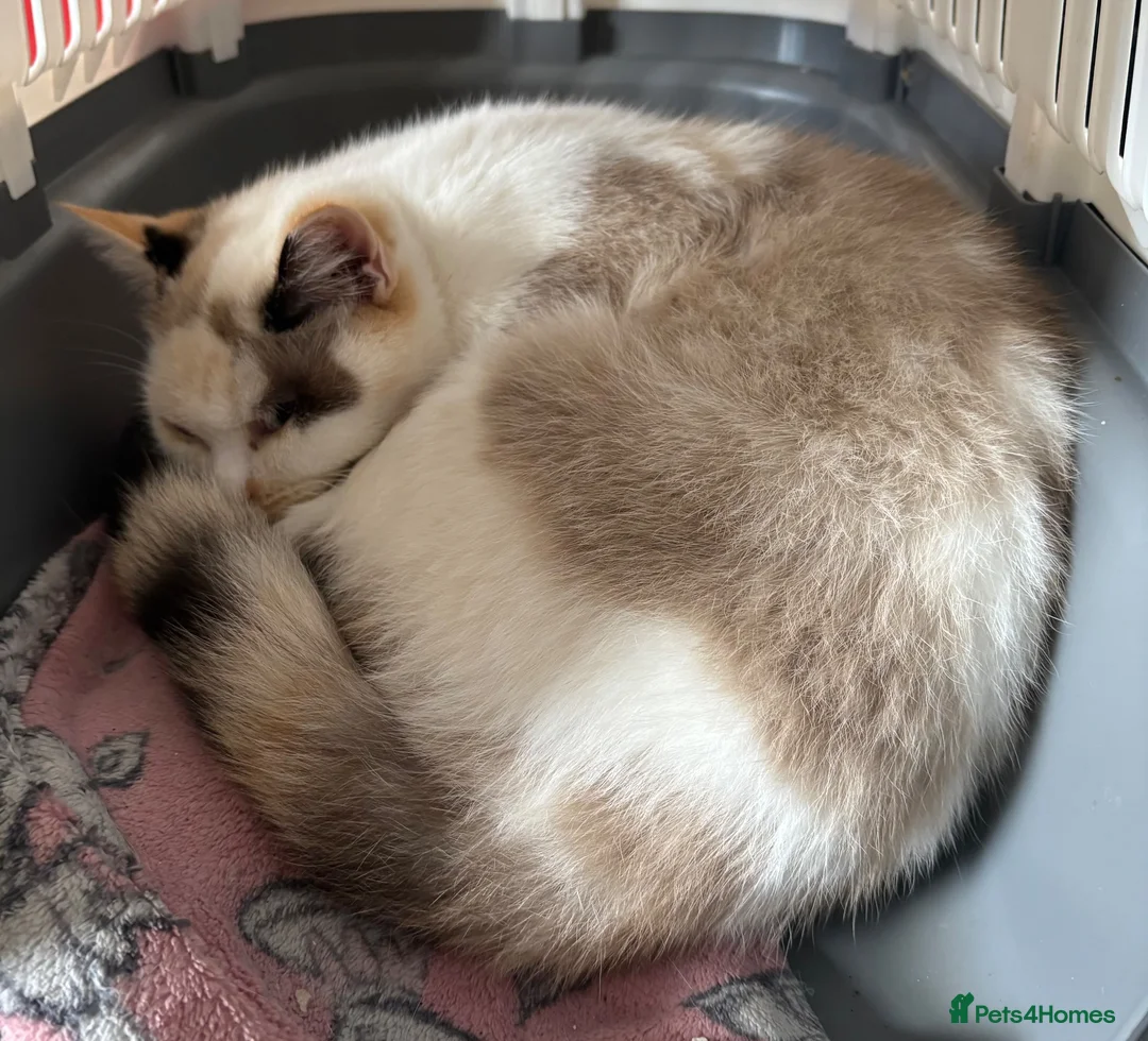 British Shorthair cats for sale: Beautiful BSH Girl - Advert 12
