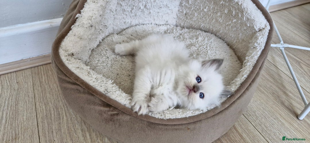 Ragdoll cats for sale: Beautiful Ragdoll Kittens.  - Image 4