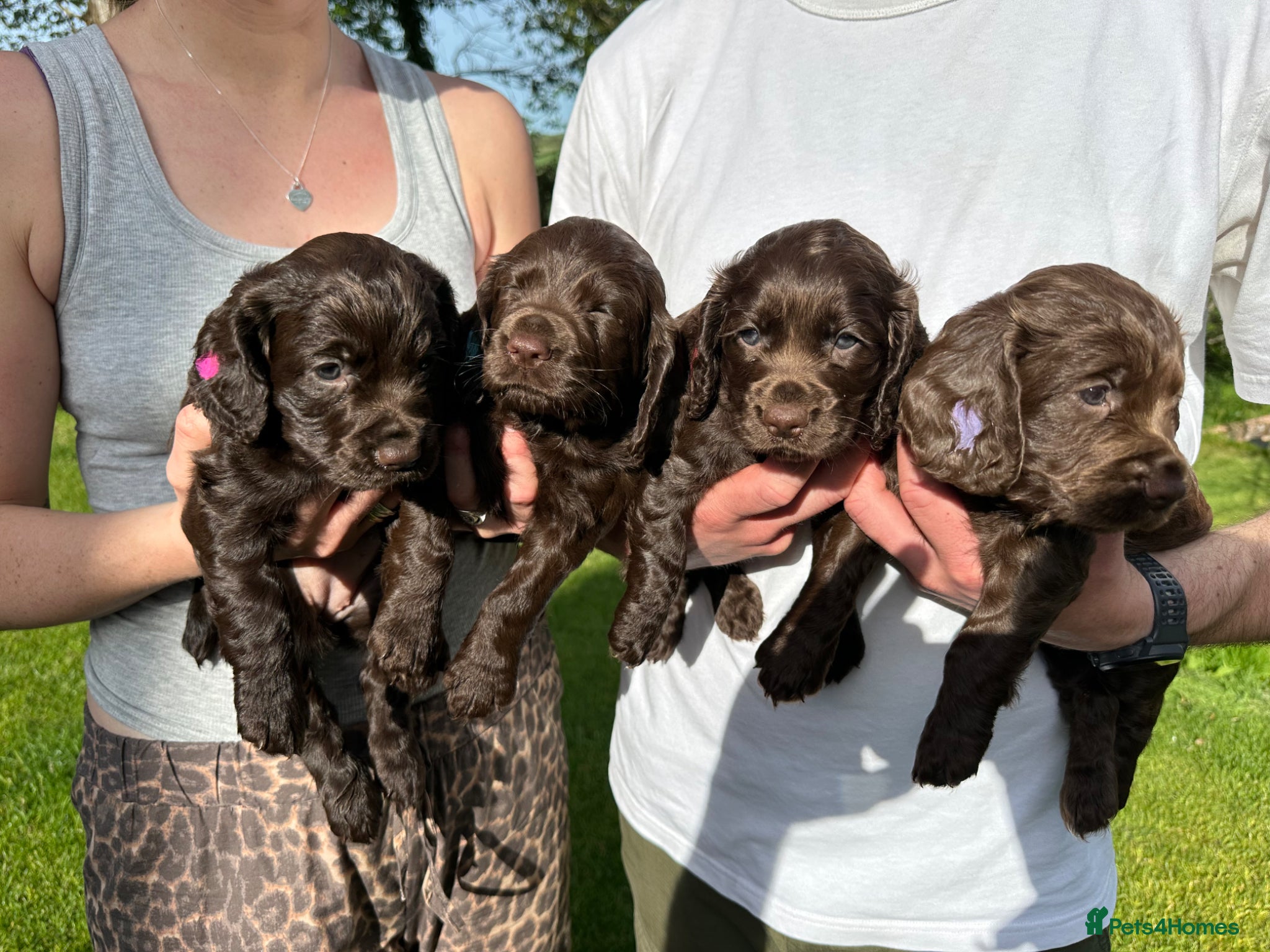 Cocker Spaniel dogs Outstanding Pedigree Liver Working Cocker Pups - Advert 1