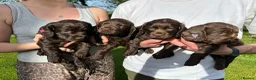 Cocker Spaniel dogs for sale: Outstanding Pedigree Liver Working Cocker Pups in Newton Abbot - Advert 1