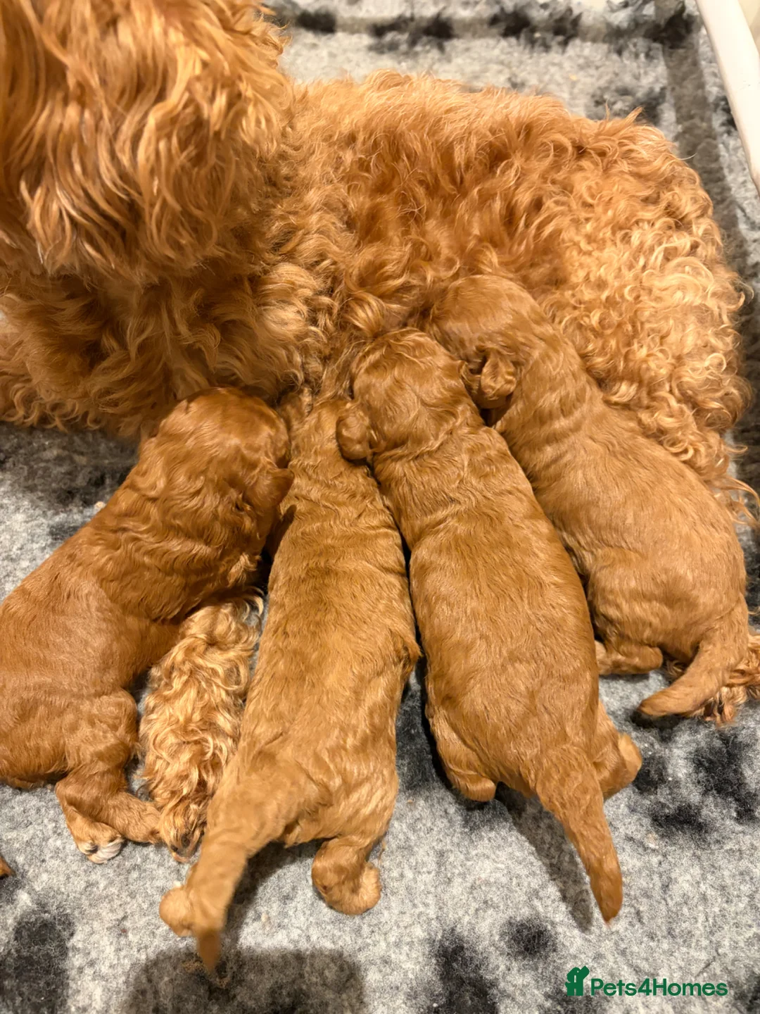 Cavapoo dogs for sale: Extensively health tested F1bb Cavapoo puppies  - Advert 1