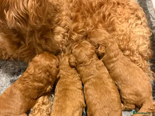 Cavapoo dogs Extensively health tested F1bb Cavapoo puppies - Advert 8