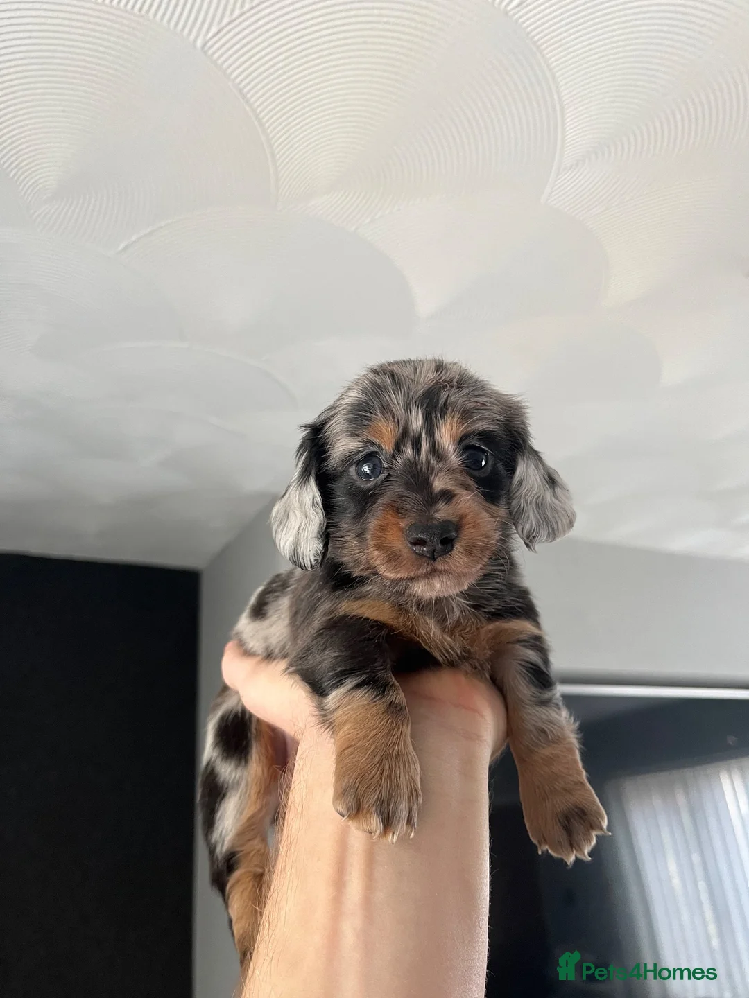 Miniature Dachshund dogs for sale: Miniature dachshunds  - Advert 19