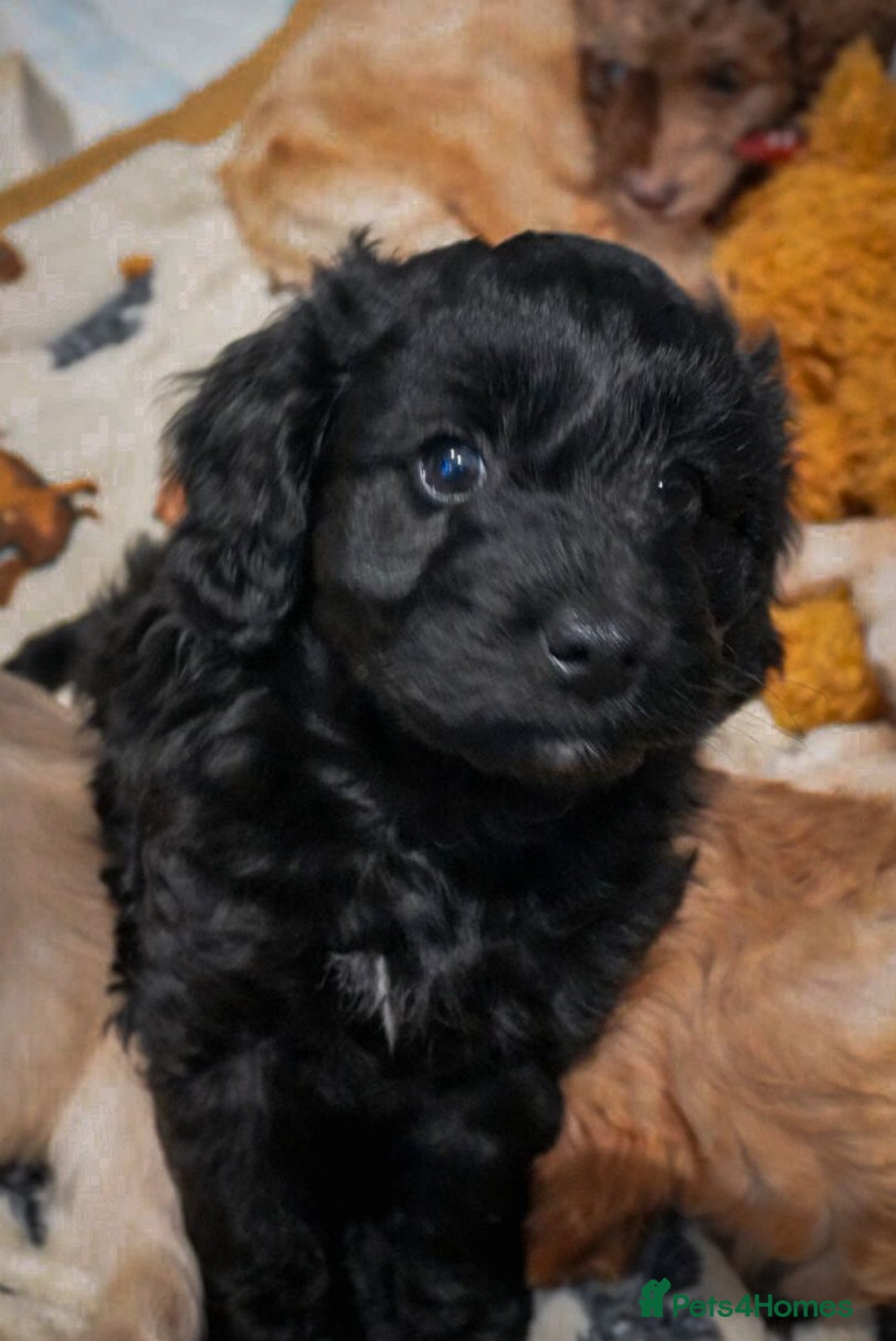 Cockapoo dogs for sale: Beautiful litter of cockerpoo puppies  - Advert 16