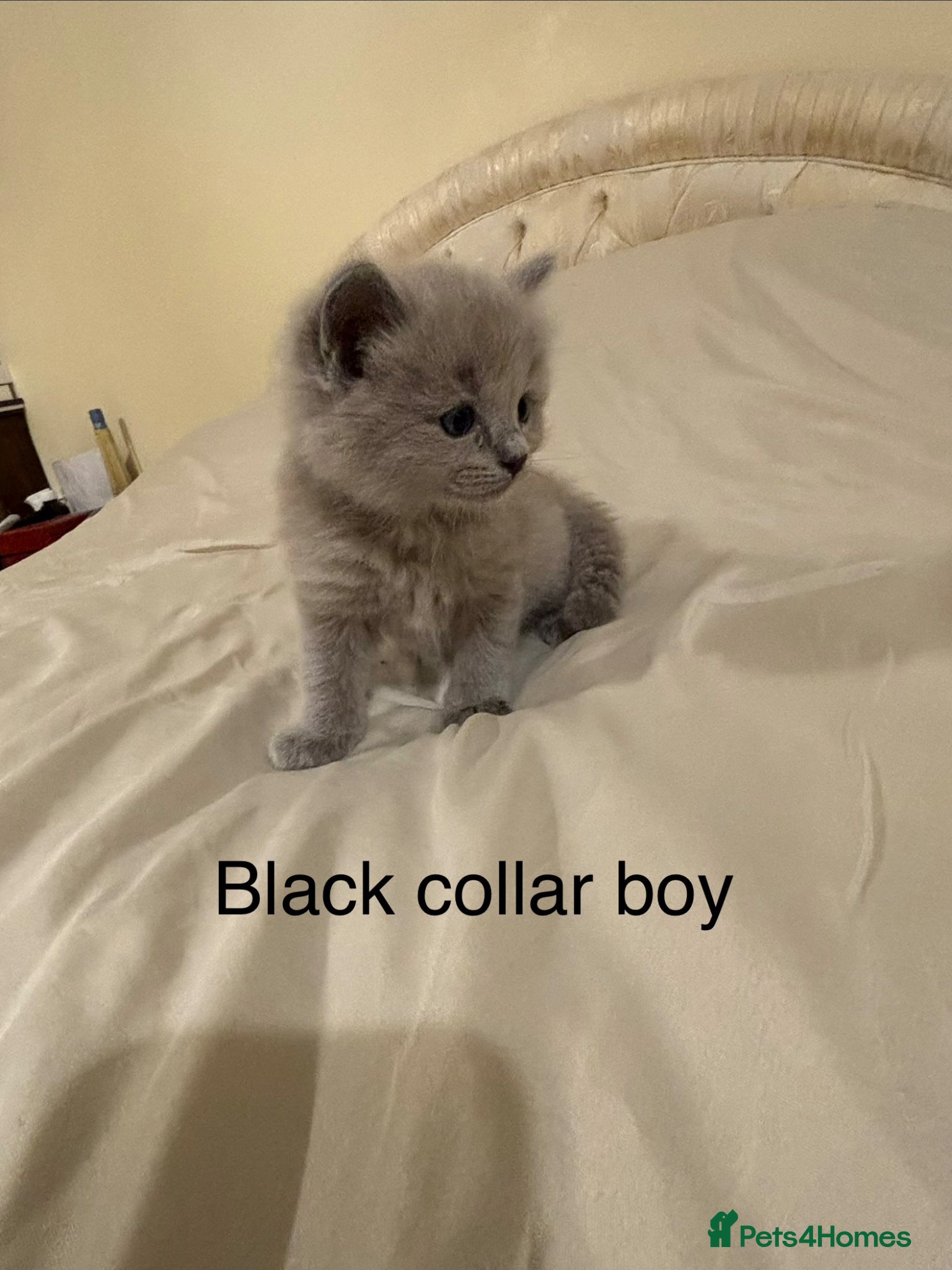 Ragdoll cats RARE RAGDOLL KITTENS - Advert 1