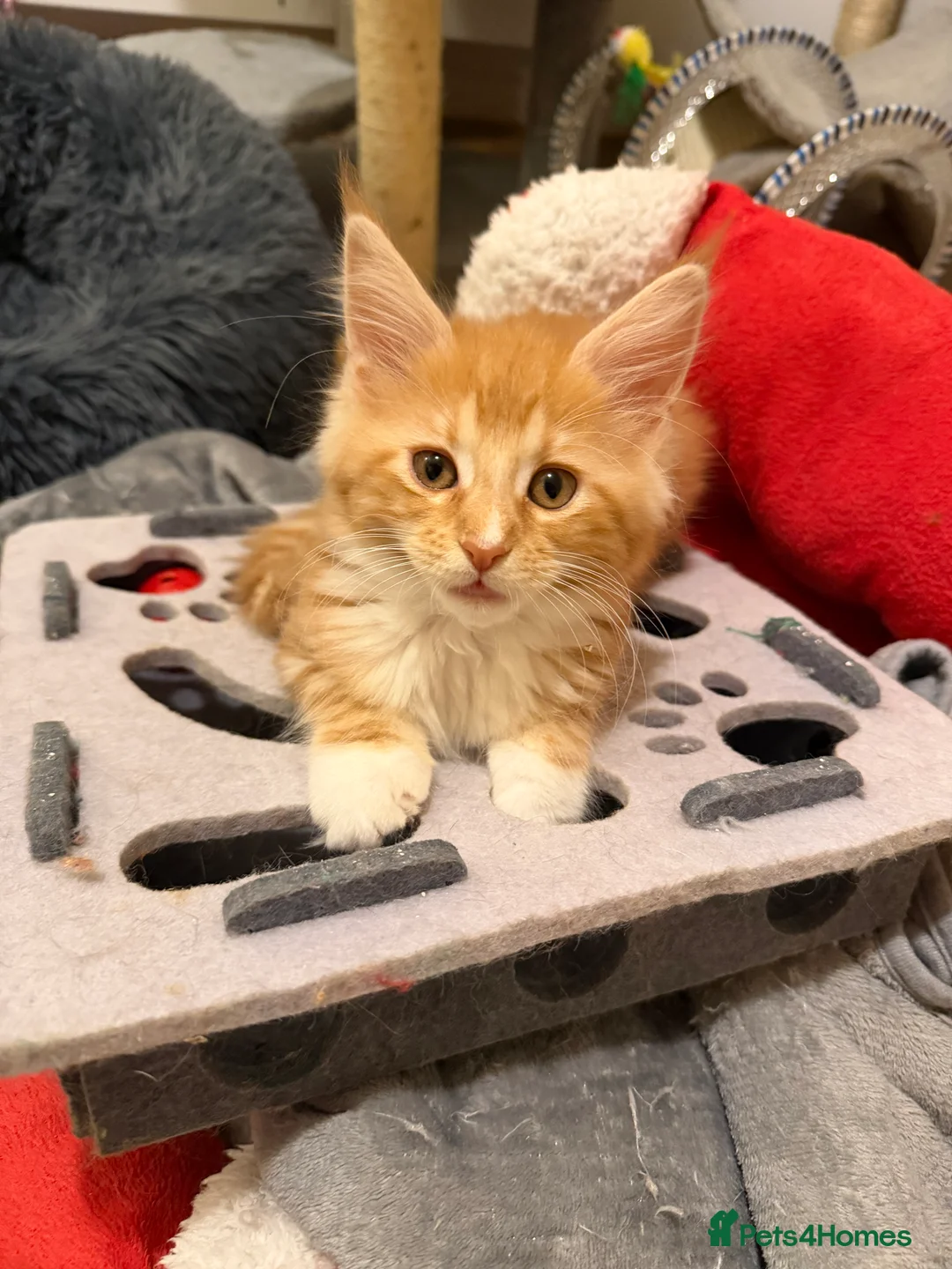 Maine Coon cats for sale: 5 Beautiful Mainecoon Kittens ❤️  - Advert 13