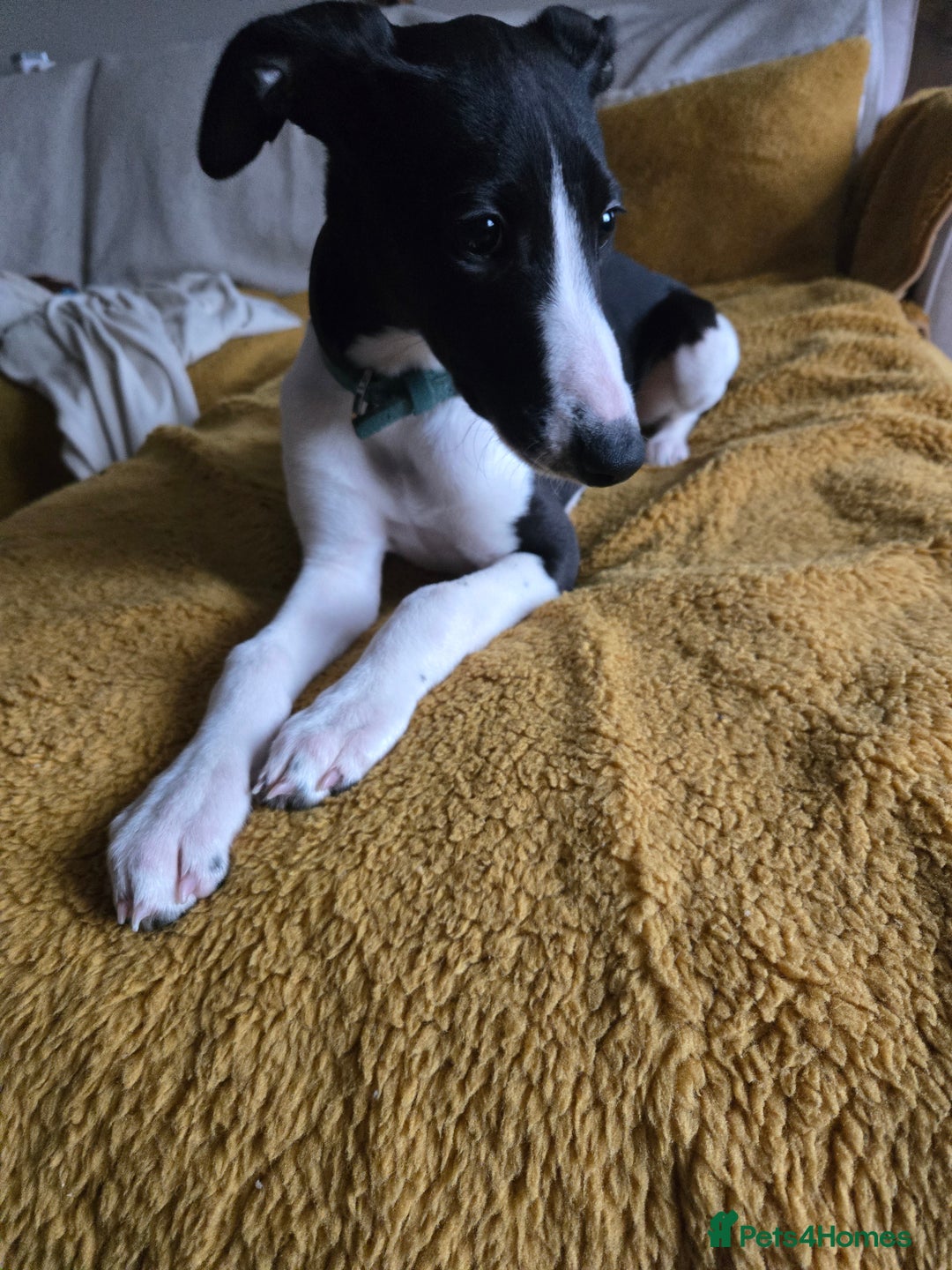 Whippet dogs for sale: Female Whippet Puppy 13 weeks old - Advert 3