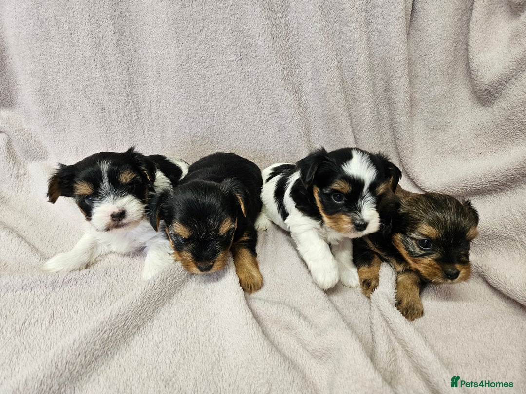 Yorkshire Terrier dogs for sale: ❤️ DNA Tested parents ❤️ Yorkie puppies  - Advert 1