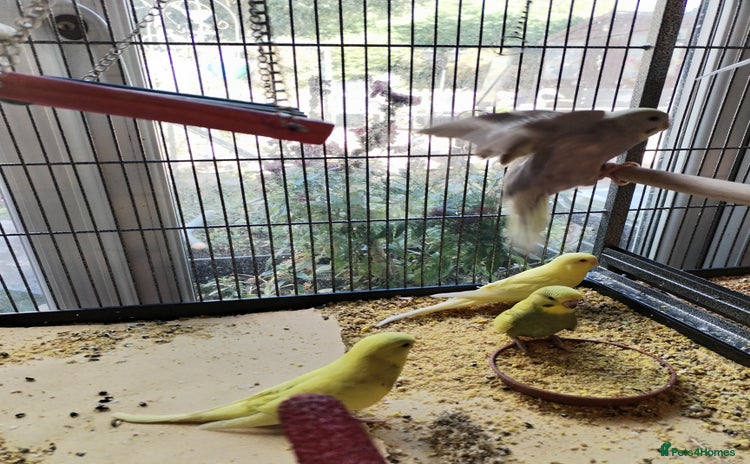 Budgerigars birds - Advert 2