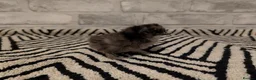 Chickens poultry for sale: Silkie Chicks mixed colours 17 left  in Hebburn - Advert 34
