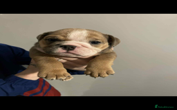 English Bulldog dogs for sale: DWKC STUNNING ENGLISH BULLDOGS. - Image 9