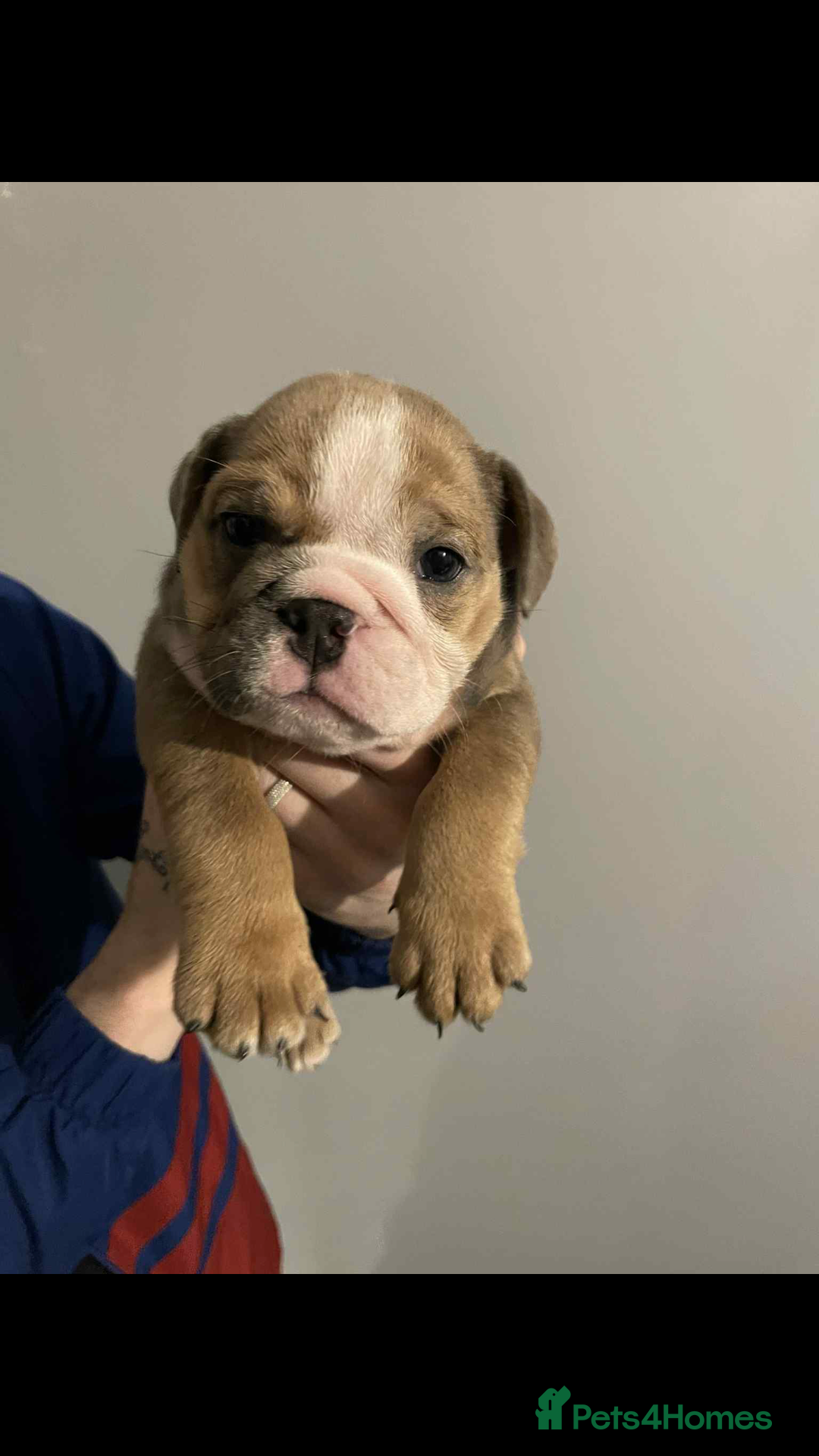 English Bulldog dogs for sale: DWKC STUNNING ENGLISH BULLDOGS. - Image 9