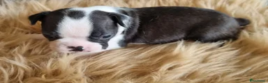 Boston Terrier 4 Black girl 