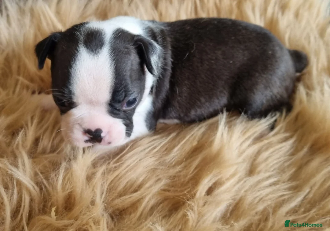 Boston Terrier dogs for sale: Kc Boston Terriers Exceptional puppies - Advert 17