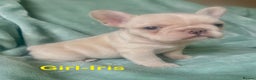 French Bulldog dogs for sale: Only 2 Girls left:French Bull Dog Puppies - Advert 28