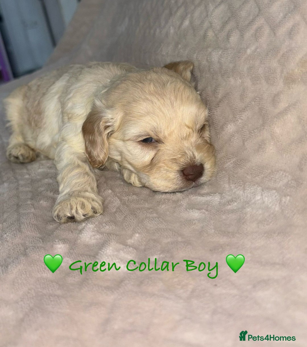 Cavapoo dogs for sale: Beautiful F1 Cavapoo Puppies  - Advert 31