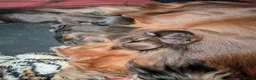 Dachshund dogs for sale: KC Registered Standard Long-haired Dachshunds  in Selby - Advert 6