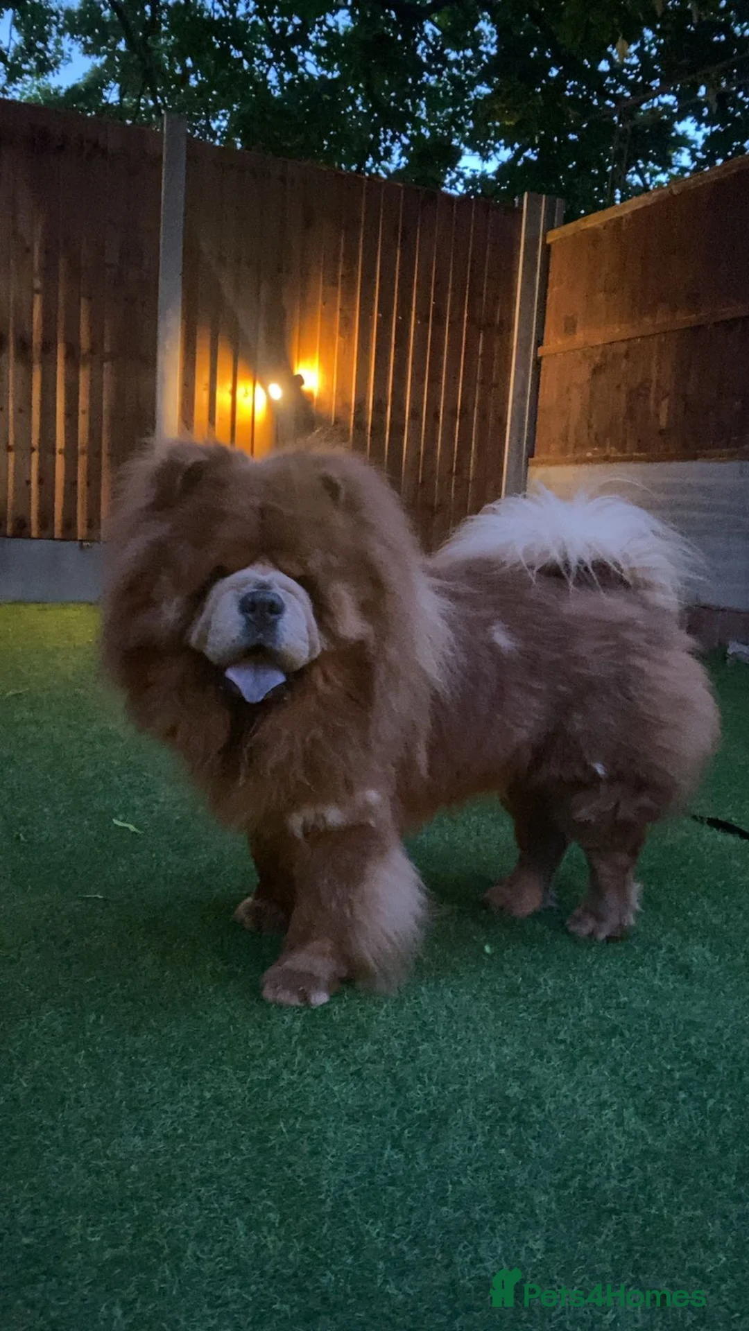 Chow Chow dogs for stud: KC registered Champion Cinnamon Chow Chow stud - Advert 1