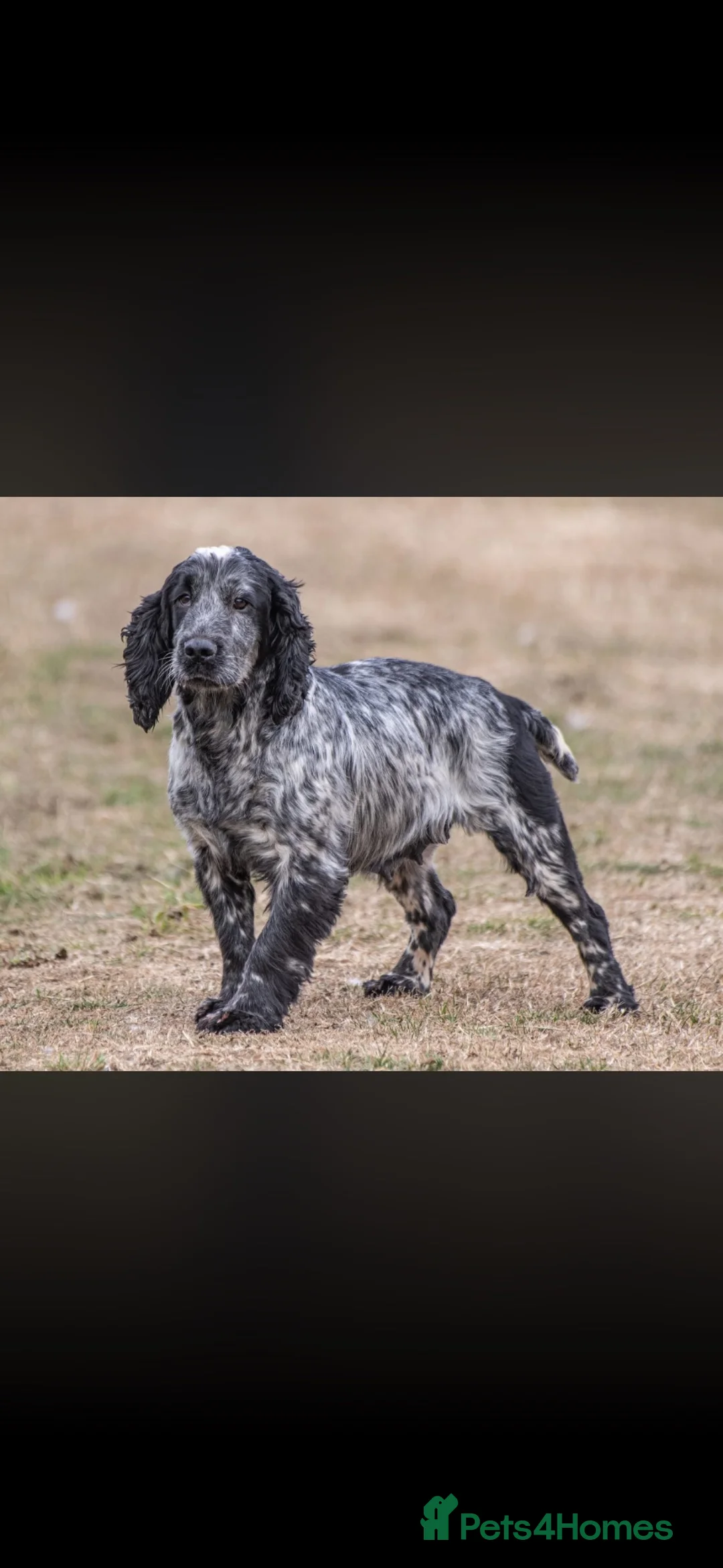 Cocker Spaniel dogs for sale: Cocker spaniel pups  - Advert 1