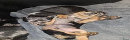 Miniature Pinscher dogs for sale: Miniature Pincher with Prague Ratter lineage - Advert 12