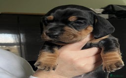 Dachshund dogs for sale: Standered dachunds. Only 2 remain - Image 4