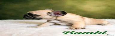 Bambi