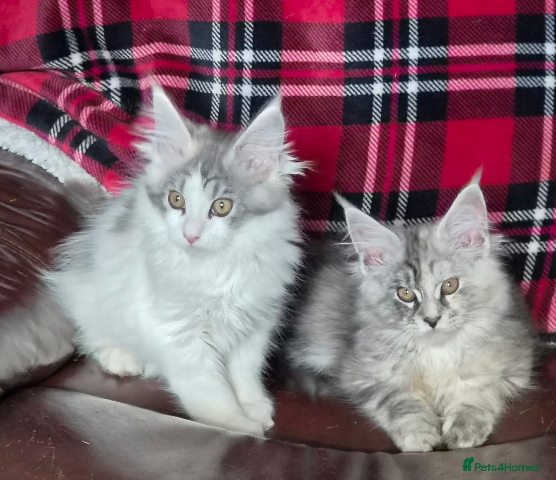 Maine Coon cats Beautiful Mainecoon kittens  - Advert 5