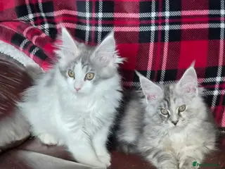 Maine Coon cats Beautiful Mainecoon kittens - Advert 5