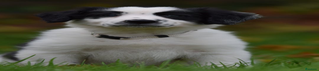 Sprollie Puppy 6
