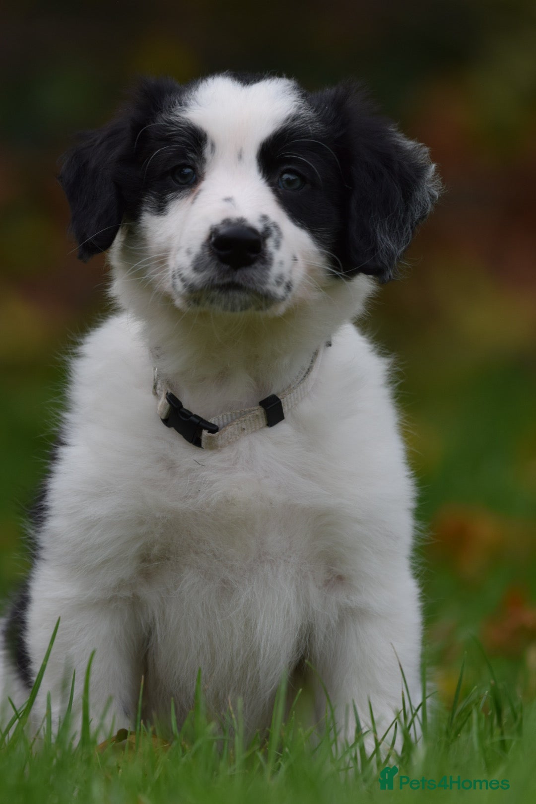 Sprollie dogs for sale: 7 Sprollie X Border Collie pups READY NOW - Image 16