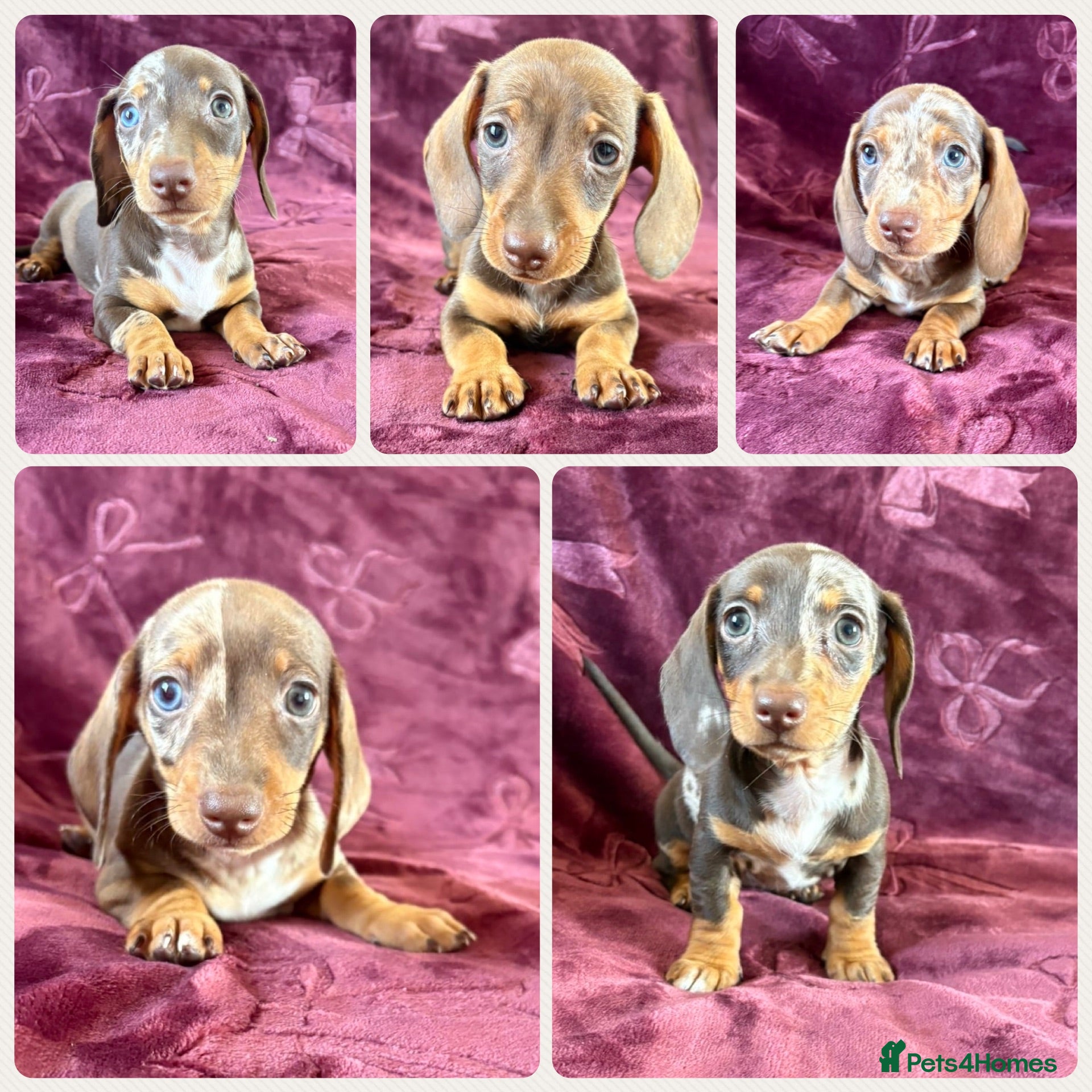 Miniature Dachshund dogs KC MINIATURE DACHSHUND PUPPIES  - Advert 1