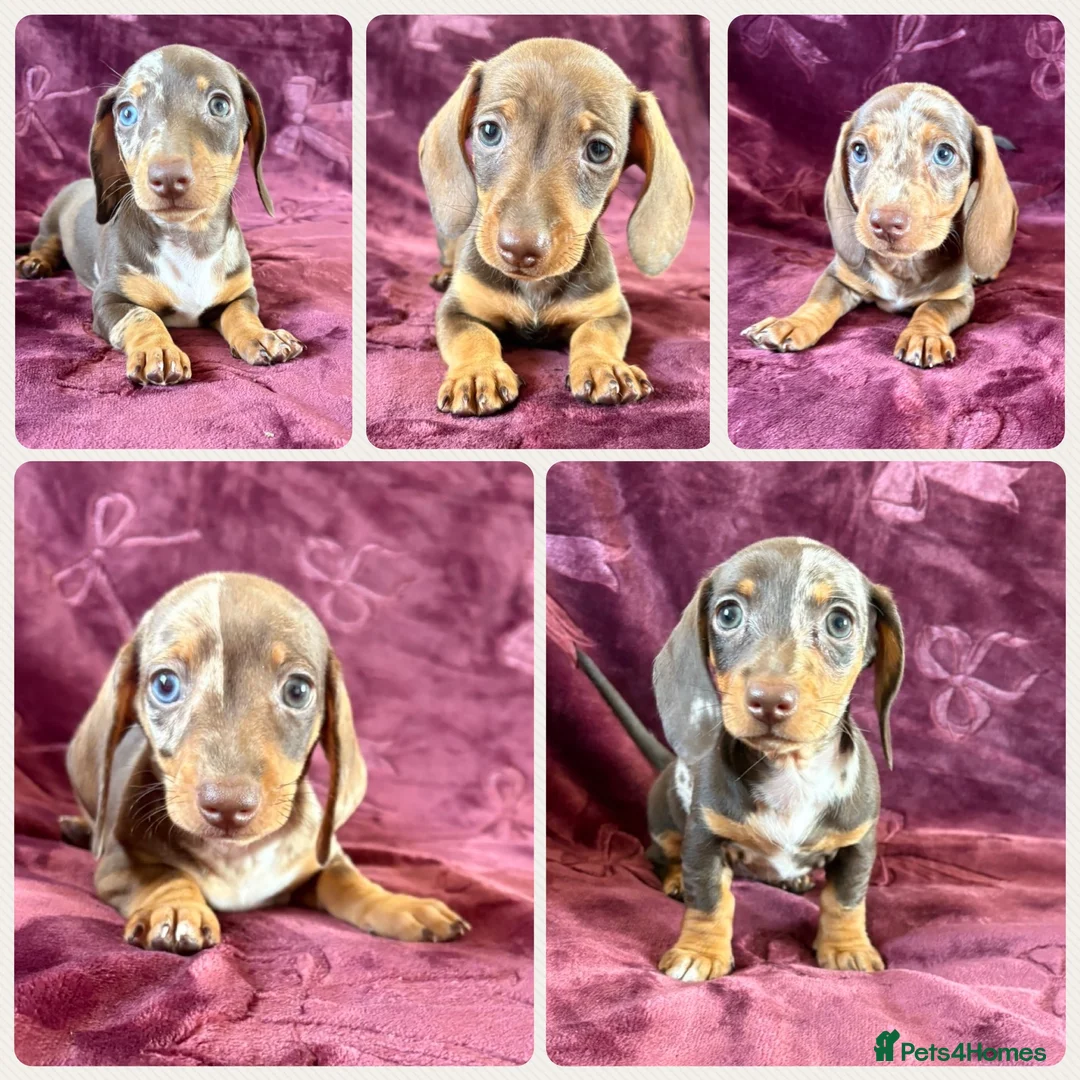 Miniature Dachshund dogs for sale: KC MINIATURE DACHSHUND PUPPIES  - Advert 1