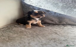 Chihuahua dogs for sale: Exquisite Chihuahua puppies ready now  - Image 6