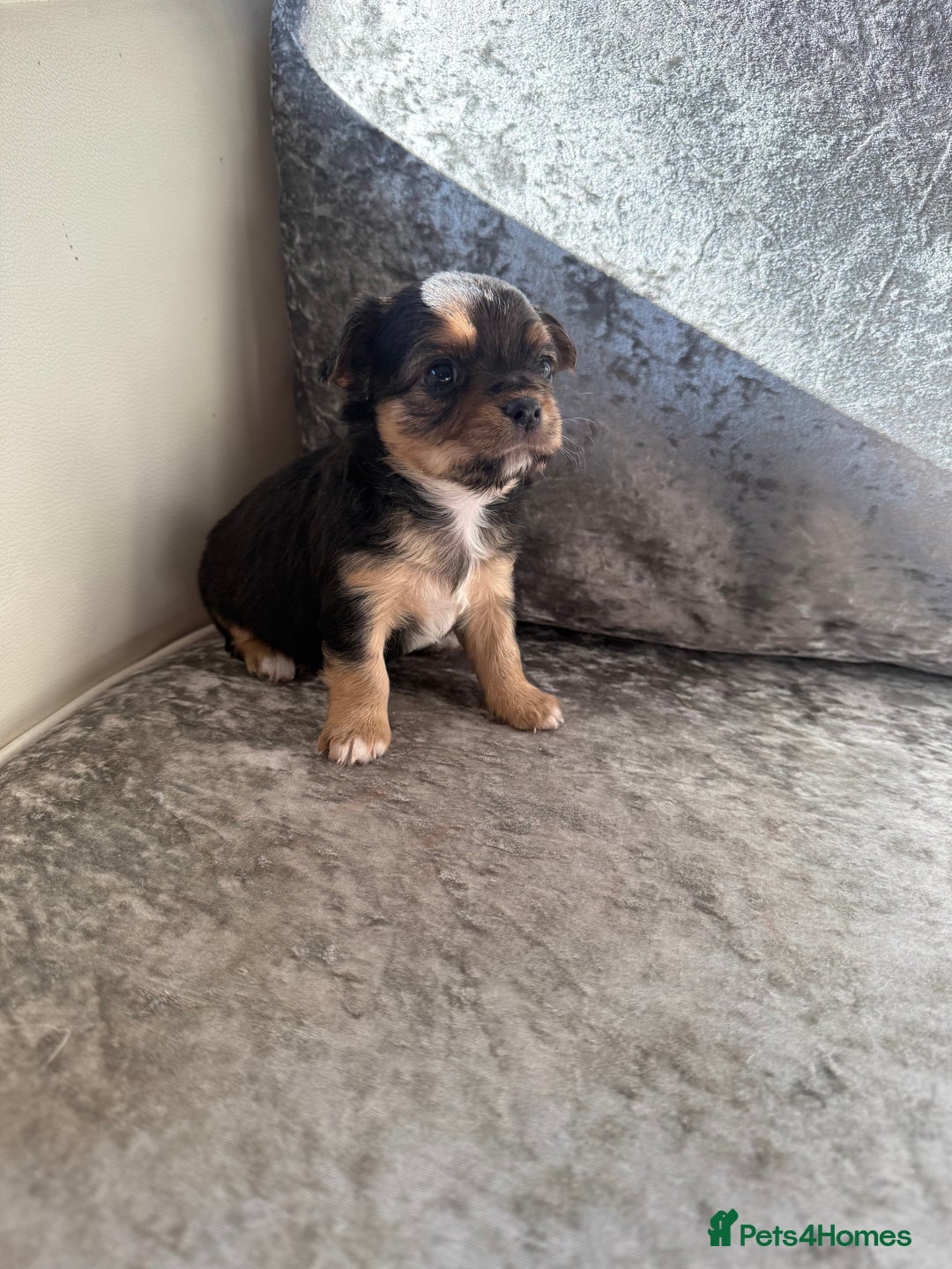 Chihuahua dogs for sale: Exquisite Chihuahua puppies ready now  - Image 6