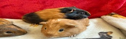 Guinea Pig rodents for sale: Adorable Healthy Baby Guinea Pigs - Ready Now  - Advert 3