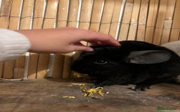 Chinchilla rodents for sale: 2 female chinchillas 1 black and 1 white  - Advert 4