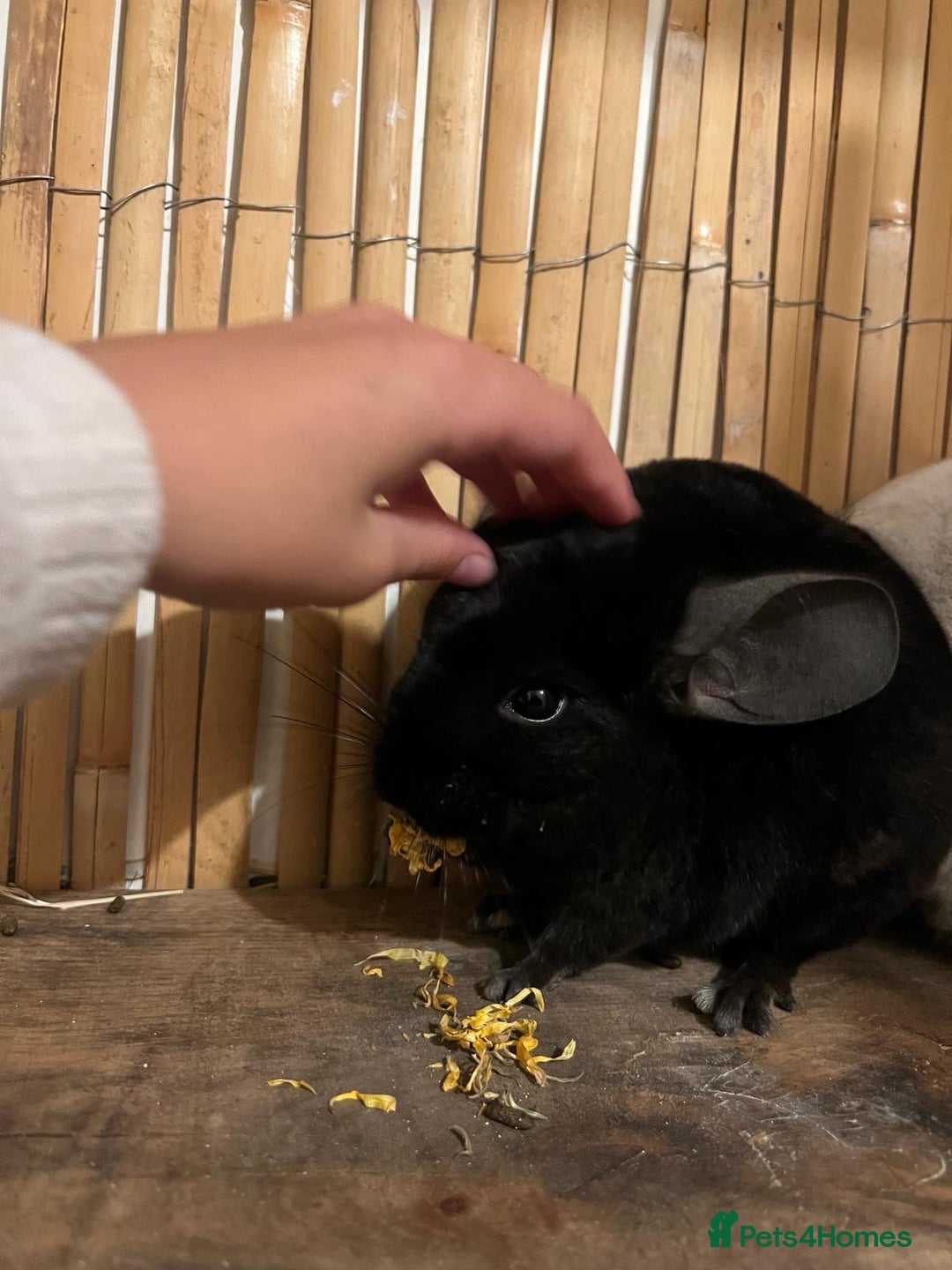 Chinchilla rodents for sale: 2 female chinchillas 1 black and 1 white  - Advert 4