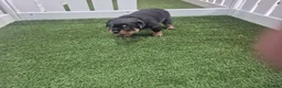 Rottweiler dogs for sale: Adorable, Confident, Chunky KC Rottie Pups  - Advert 8