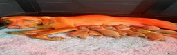 Labrador Retriever dogs for sale: Exceptional Fox Red Labrador Puppies  - Advert 7