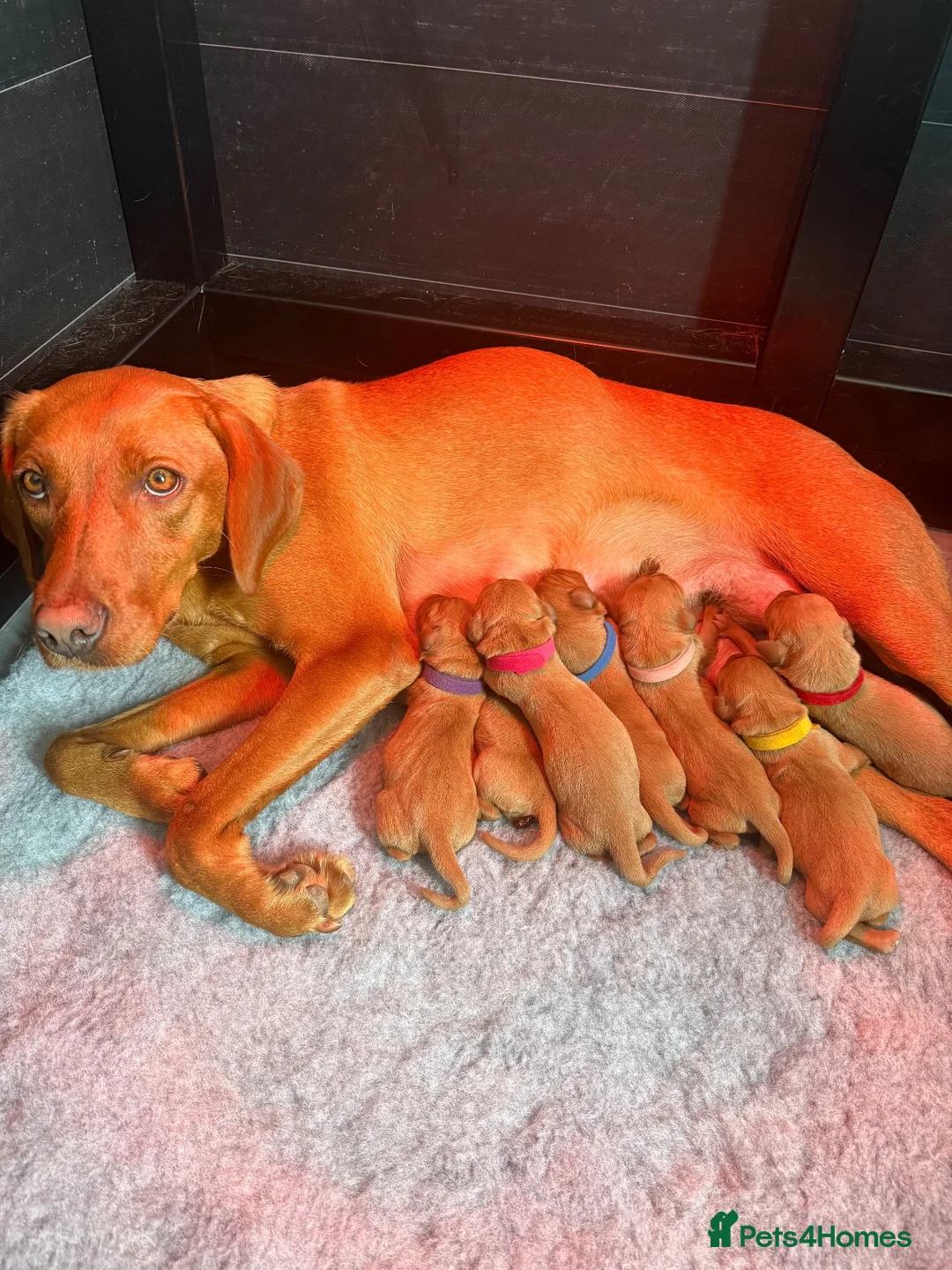 Labrador Retriever dogs for sale: Exceptional Fox Red Labrador Puppies  - Advert 7