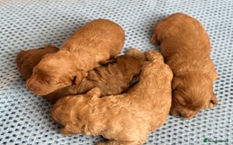 Cavapoo dogs for sale: Beautiful & Healthy Cavapoo Puppies   - Image 17